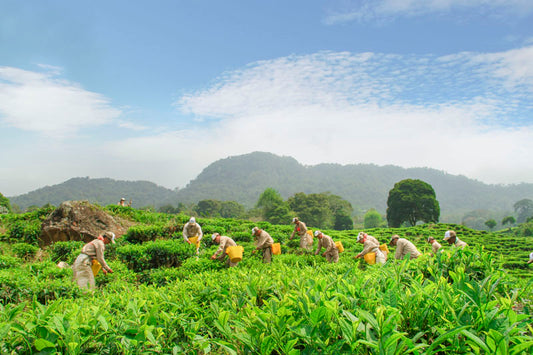 Where does tea come from